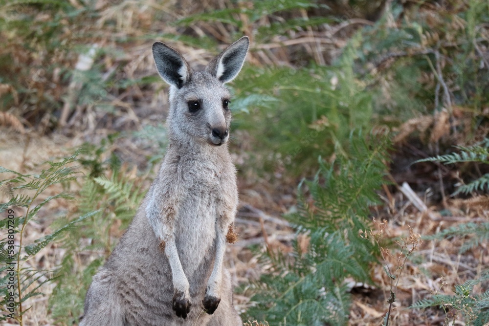 Close-up of a grey kangaroo in Australia