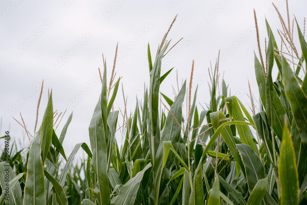 Obraz premium Close up of corn fields
