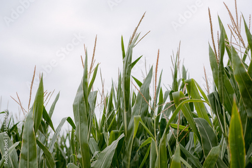 Close up of corn fields
