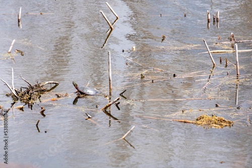 Aerial view of painted turtle floating in lake photo