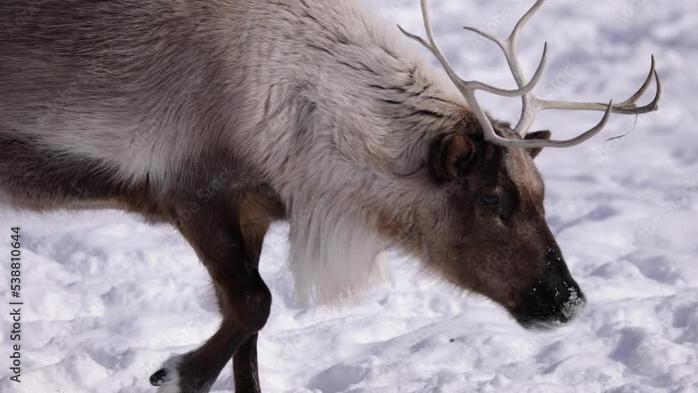 reindeer walking closeup side profile sunny winter day reindeer walking closeup side profile sunny winter day