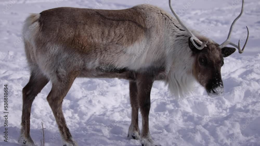 reindeer lifts head to look at camera reindeer lifts head to look at camera