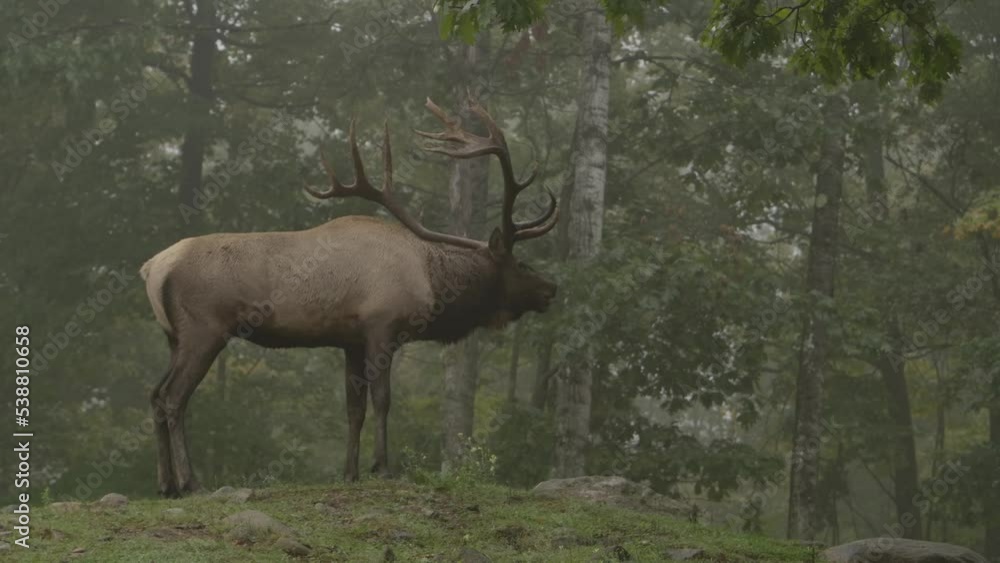 elk bull calling out during the rut in misty forest elk bull calling out during the rut in misty forest