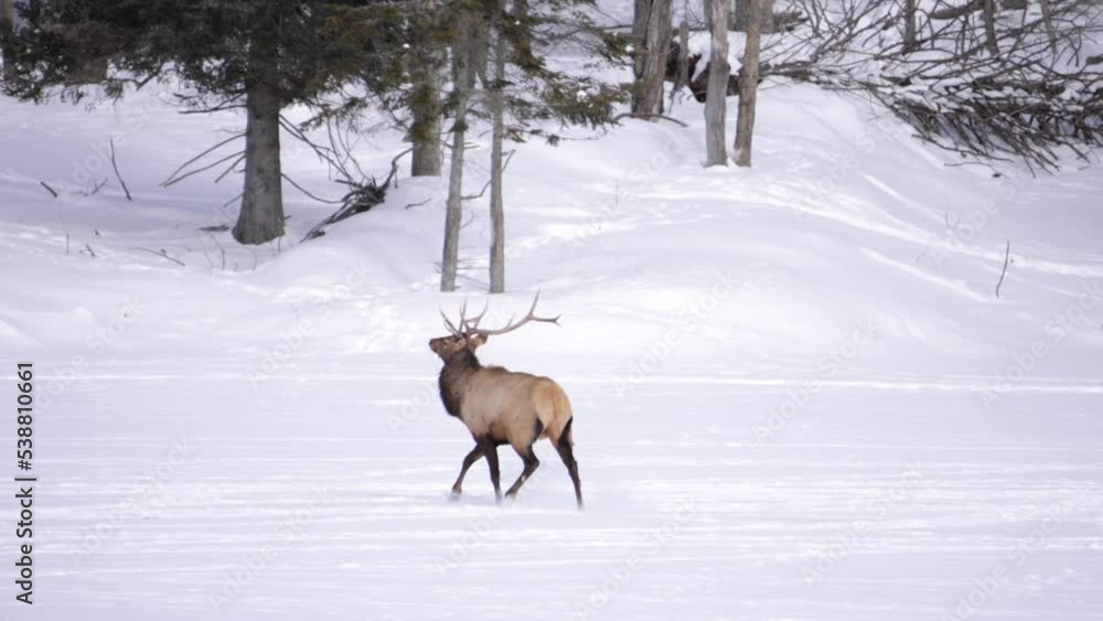 elk bull running across frozen lake elk bull running across frozen lake