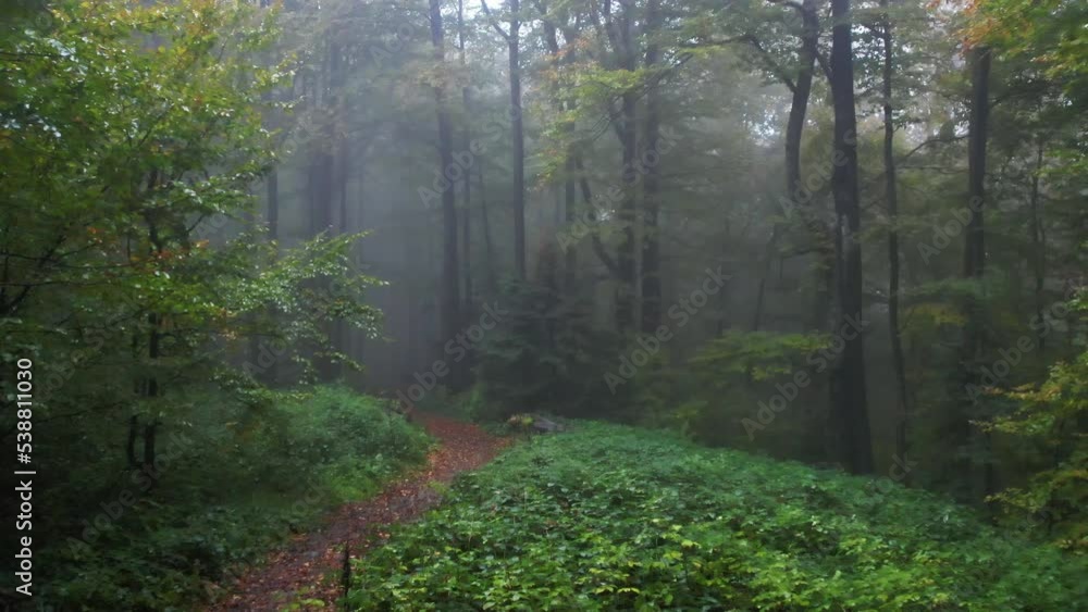 Passing By Forest Mountain Fir Trees Surrounded In Mist And Fog Passing By Forest Mountain Fir Trees Surrounded In Mist And Fog