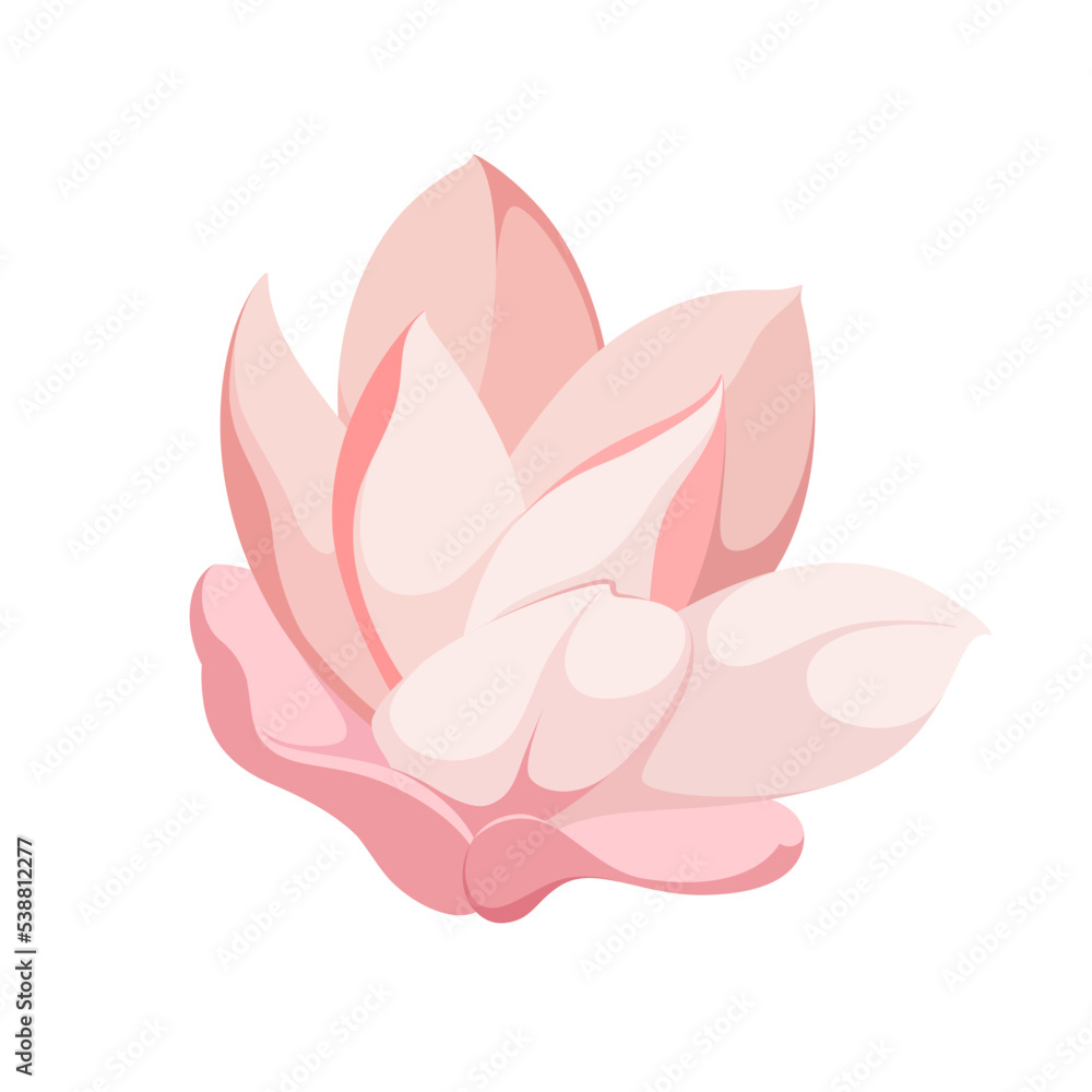 Pink magnolia flower on a white background.
Pink magnolia flower on a white background.