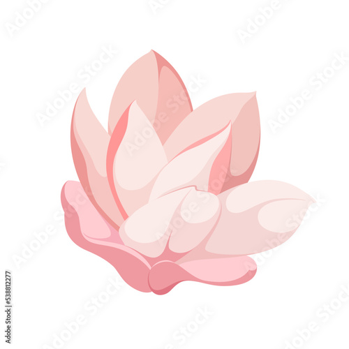 Pink magnolia flower on a white background. 