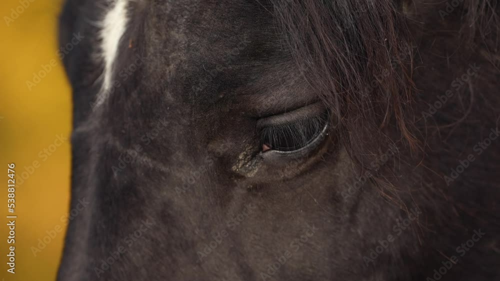 4K detail video with a brown farm horse. Close up view with the eye of a horse.