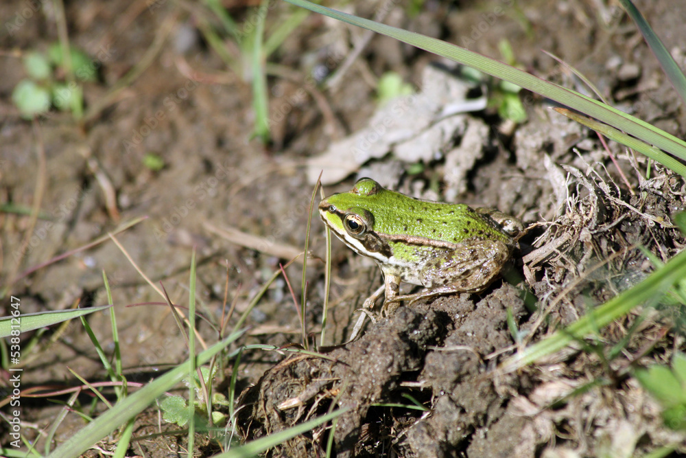 The edible frog (Pelophylax kl. esculentus) - common European frog, known as the common water frog or green frog. The edible frog (Pelophylax kl. esculentus) - common European frog, known as the common water frog or green frog.