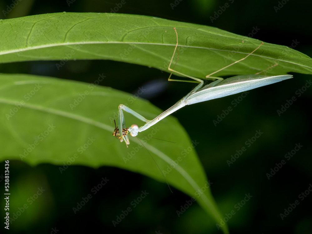 Obraz premium Mantis catch insect Thailand