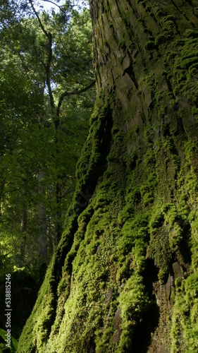 Mossy trees in the forest
