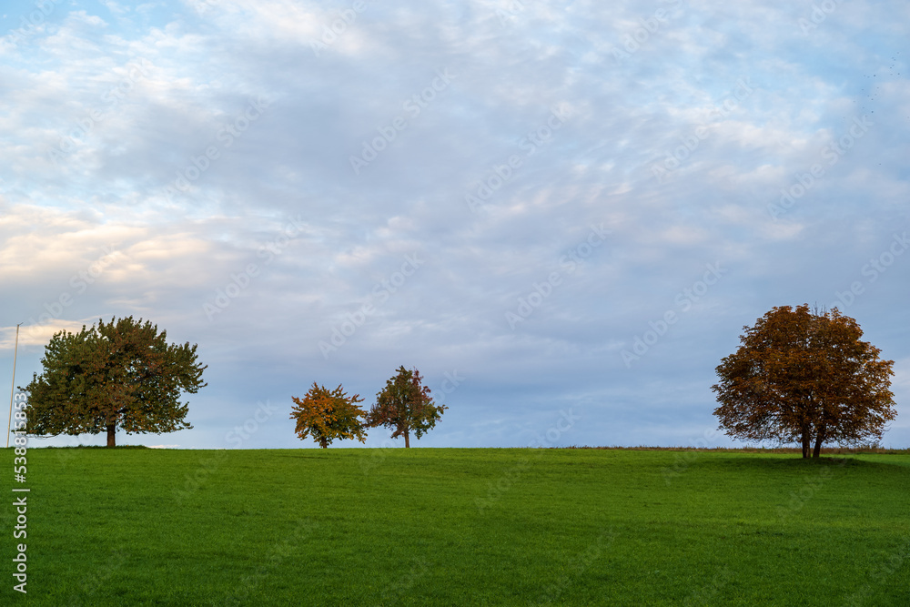 Obraz premium landscape with trees in fall
