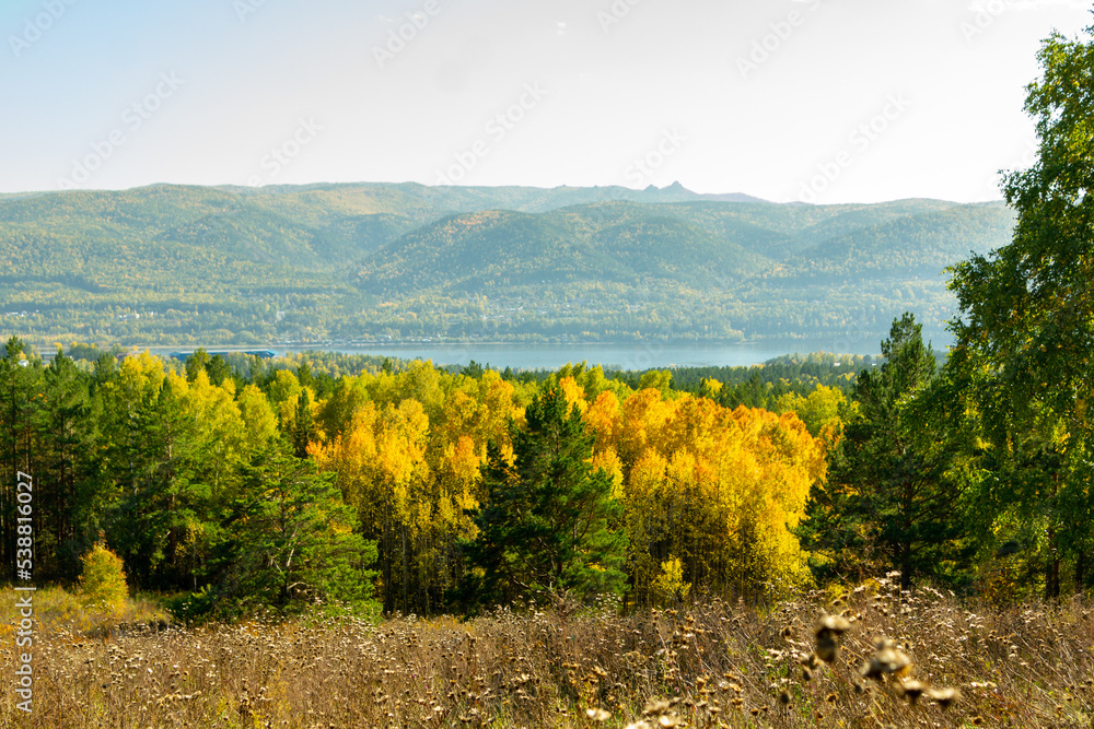 Autumn landscape. View of the autumn mixed pine and birch forest.