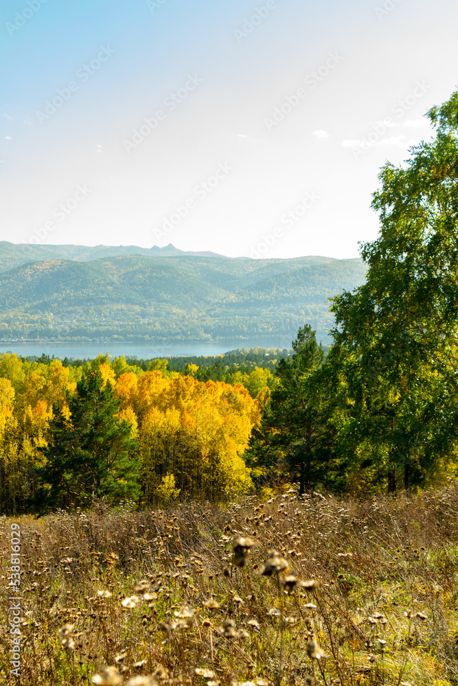 Fototapeta premium Autumn landscape. View of the autumn mixed pine and birch forest.