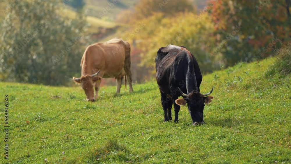 Two black and white cows grazing grass on a hill in the heart of the mountains in autumn landscape. Traditional village scene with farm animals. 4k video. Two black and white cows grazing grass on a hill in the heart of the mountains in autumn landscape. Traditional village scene with farm animals. 4k video.