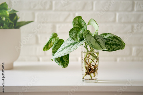 A house plant Scindapsus pictus with roots in a glass on a white brick wall table. photo