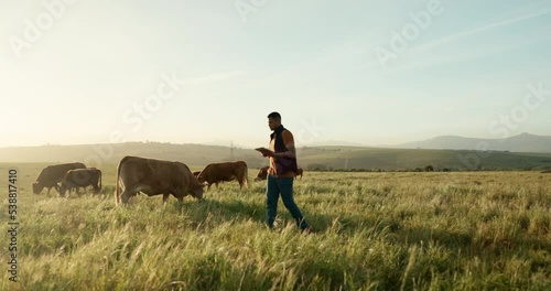 Cow farmer, tablet and walking man in countryside field, environment grass or Brazil agriculture landscape. Farming worker, technology and cattle livestock in meat, beef food or dairy industry export photo