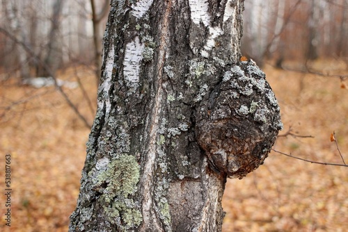 growth in the form of a tumor on a birch trunk