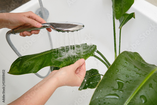 Washing plants in the home bathroom for cleaning from insects and garden pests. Treatment with water from the shower of a houseplant at home, gardening and plant treatment. Strelitzia nicolai photo