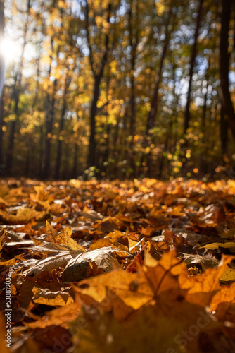 Wallpaper Mural Park with a carpet of fallen leaves underfoot and golden trees. Torontodigital.ca