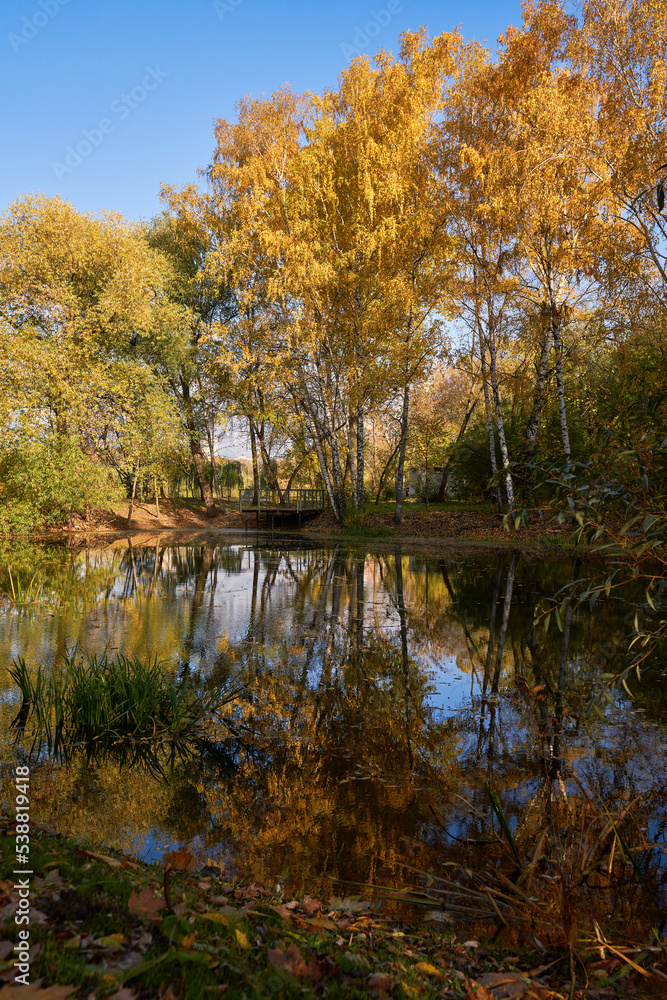 Fototapeta premium Pond surrounded by yellow trees in afternoon.
