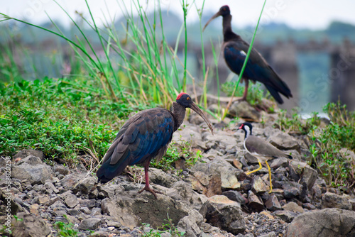 A close-up of a red-naped ibis ( pseudibis papillosa ) standing in the sand on a river bank photo