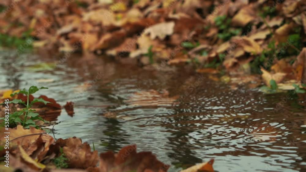 slow motion close up of autumn yellow fallen leaves floating in rushing stream in forest. High quality FullHD footage slow motion close up of autumn yellow fallen leaves floating in rushing stream in forest. High quality FullHD footage