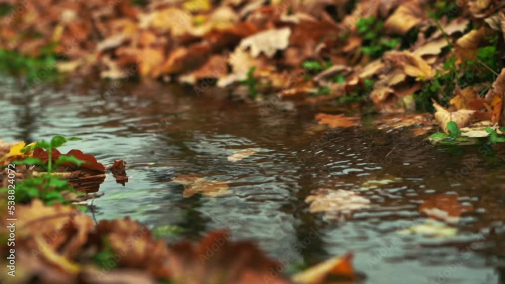 slow motion close up of autumn yellow fallen leaves floating in rushing stream in forest. High quality FullHD footage slow motion close up of autumn yellow fallen leaves floating in rushing stream in forest. High quality FullHD footage