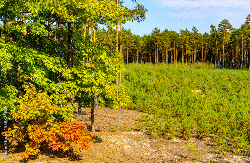 Fototapeta Naklejka Na Ścianę i Meble -  Colorful autumn leaves and meadow in Mazoviecki Landscape Park in Karczew town near Warsaw in Mazovia region of Poland