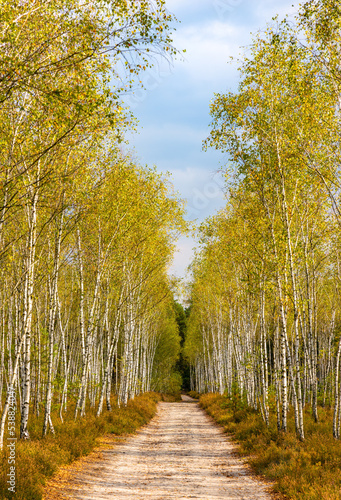 Fototapeta Naklejka Na Ścianę i Meble -  Colorful autumn young bitch forest over sandy dune in Mazoviecki Landscape Park in Karczew town near Warsaw in Mazovia region of Poland
