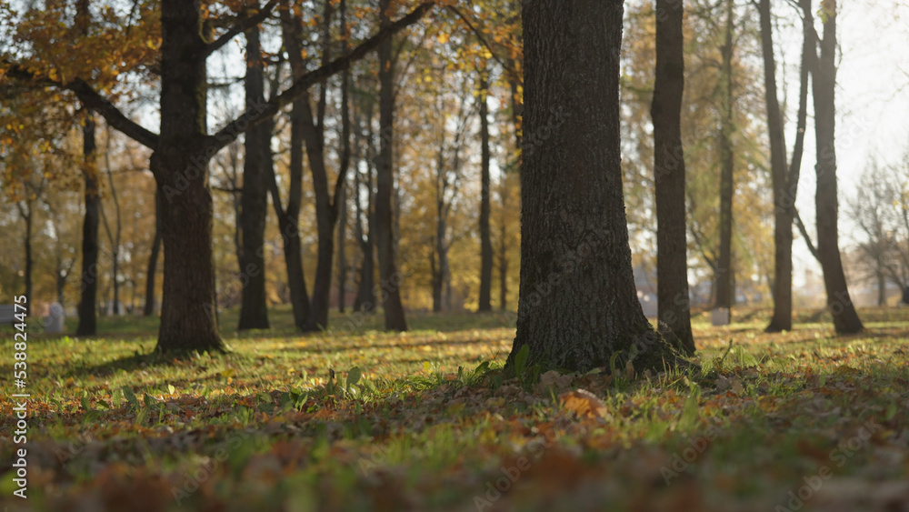 low angle background of park during autumn