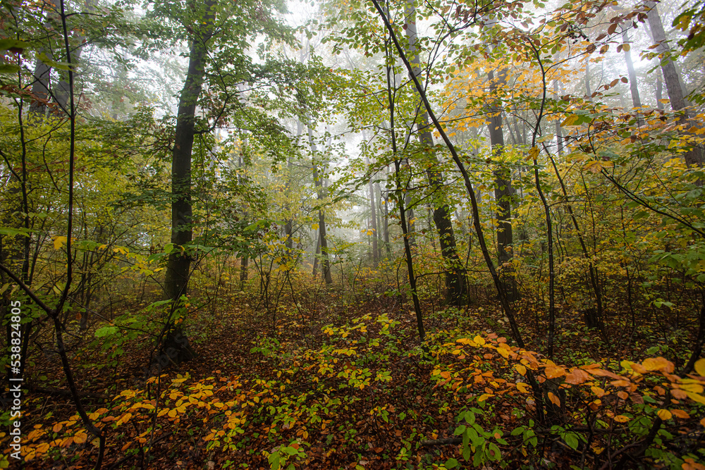 Fototapeta premium colorful autumn forest in the mist