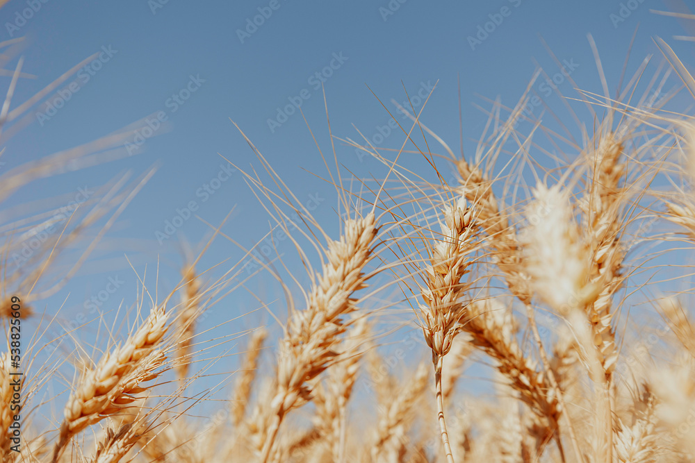 Selective focus of gold grain ready for harvest growing in a farm field. Mock up for text. Selective focus of gold grain ready for harvest growing in a farm field. Mock up for text.