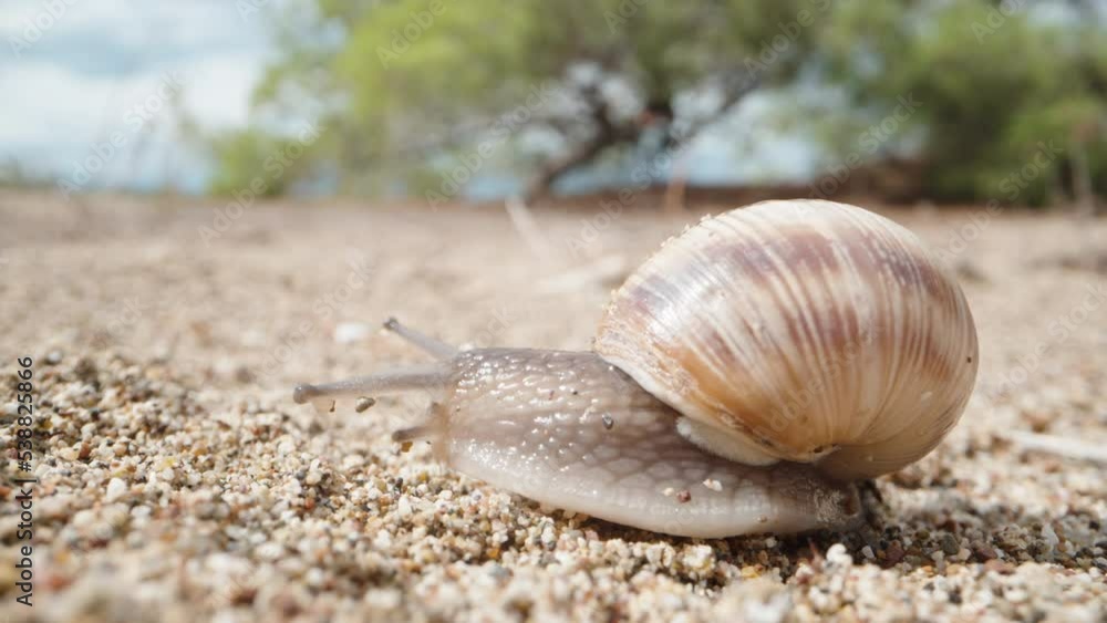 The snail crawls on the sand under the sun. on the background of a tree, macro shot The snail crawls on the sand under the sun. on the background of a tree, macro shot
