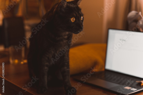 autumn photo on table with candles with cat