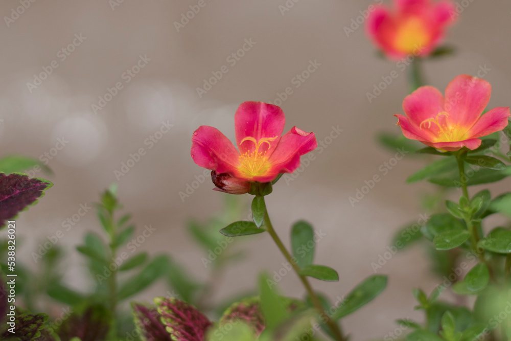 colourful flowers blur the background. colourful flowers blur the background.
