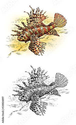 Fototapeta Naklejka Na Ścianę i Meble -  Lionfish, Fish, illustration