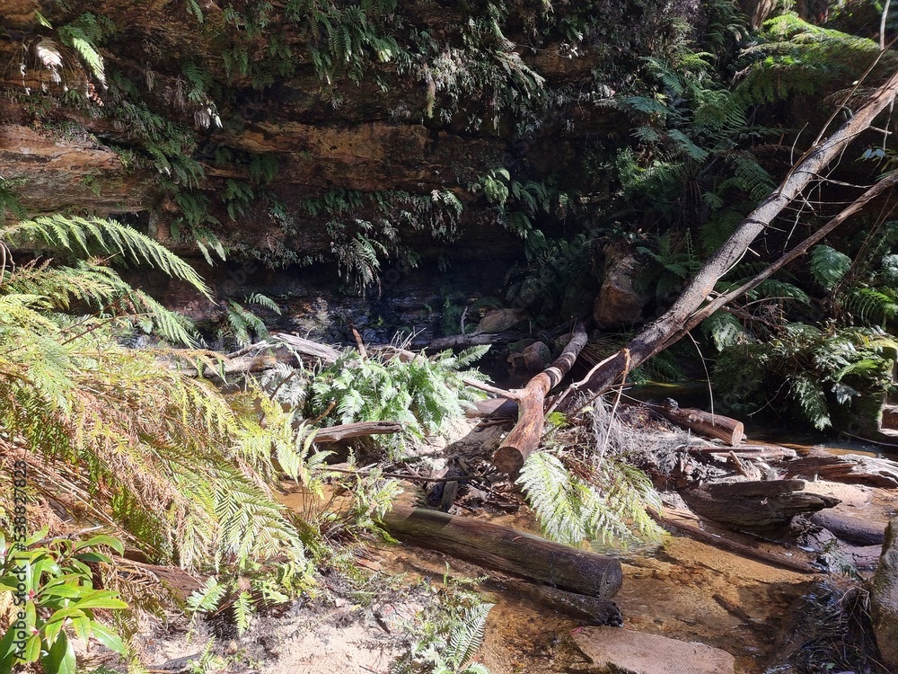 Fototapeta premium Greaves Creek on the Grand Canyon Track in the Blue Mountains of New South Wales Australia