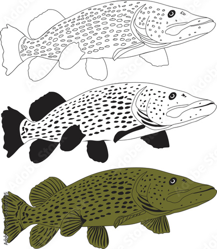 pike fish vector