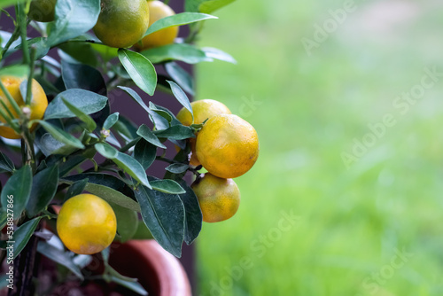 Wallpaper Mural Close up citrus japonica fruit hanging on kumquat tree in pot decorative front home garden background Torontodigital.ca