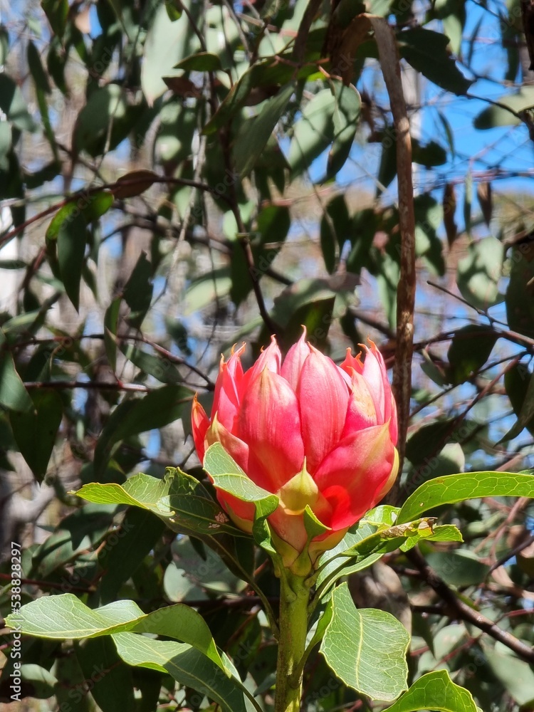 New South Wales Waratah Telopea Speciosissima Growing wild in the Blue Mountains Australia