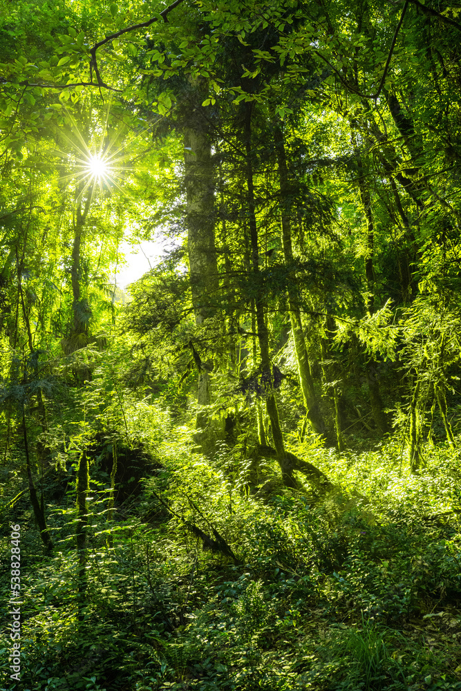 a ray of sunshine in a dense forest