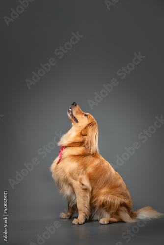 golden retriever puppy