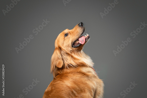 golden retriever portrait