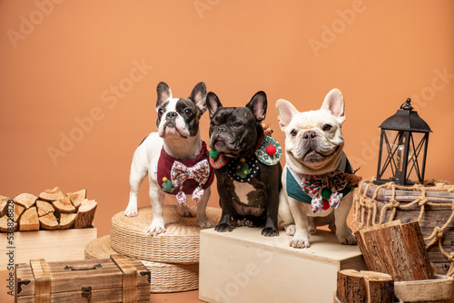 Christmas celebration dog