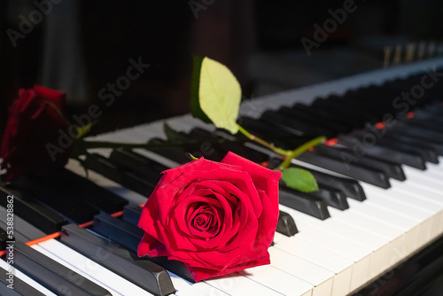A bright red rose lies on a black and white piano keyboard, a flower and music, a symbol, close up