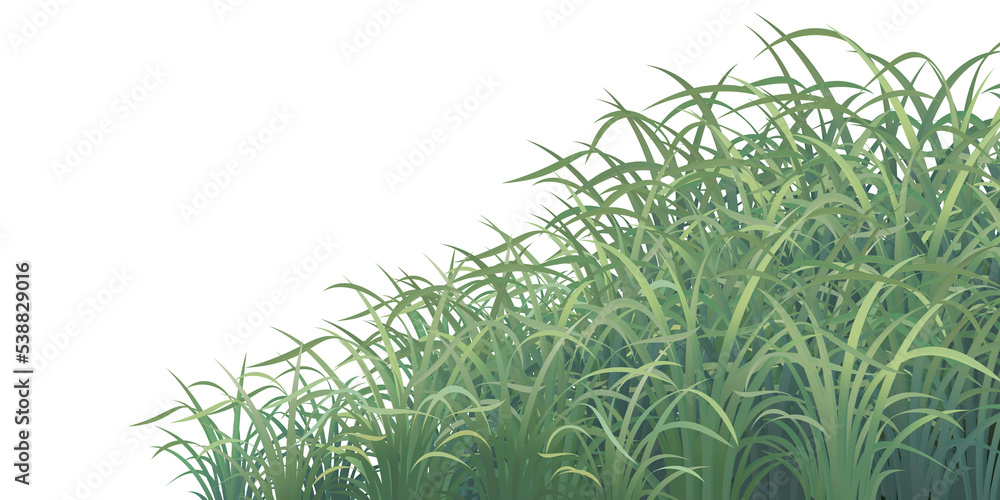 Fototapeta premium green grass for composition thin and bright