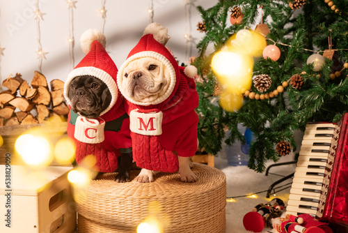 holiday with pet dog xmas celebration