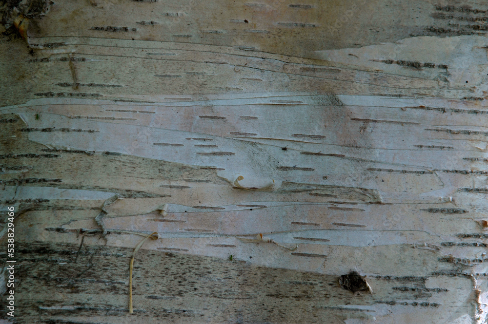 Fototapeta premium Bouleau du Canada, Betula neoalaskana, Variété Yukon white Birch