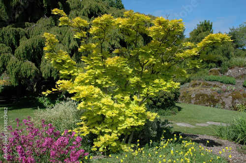 Schilderij op canvas Erable du Japon, Acer shirasawanum, Variété Aureum